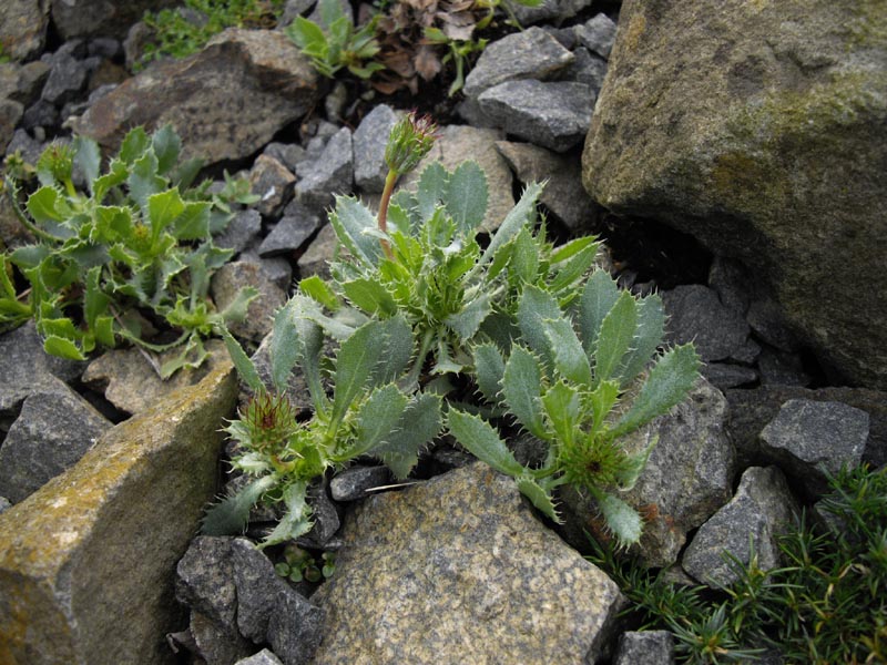 Haplopappus macrocephalus en fleurs dans les éboulis des Andes chiliennes